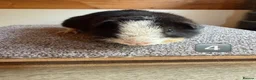 Guinea Pig rodents for sale: Teddy Boars & A Swiss Boar - Advert 6