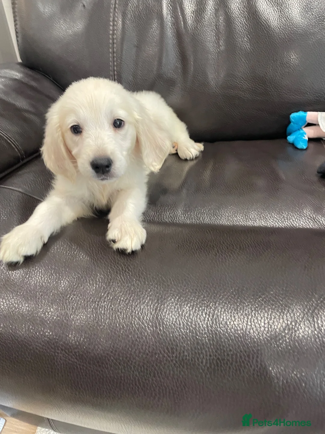 Golden Retriever dogs for sale: Golden Retriever  in Bury Saint Edmunds - Advert 1