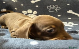 Miniature Dachshund dogs for sale: Stunning Miniature Dachshund Pups - Image 27