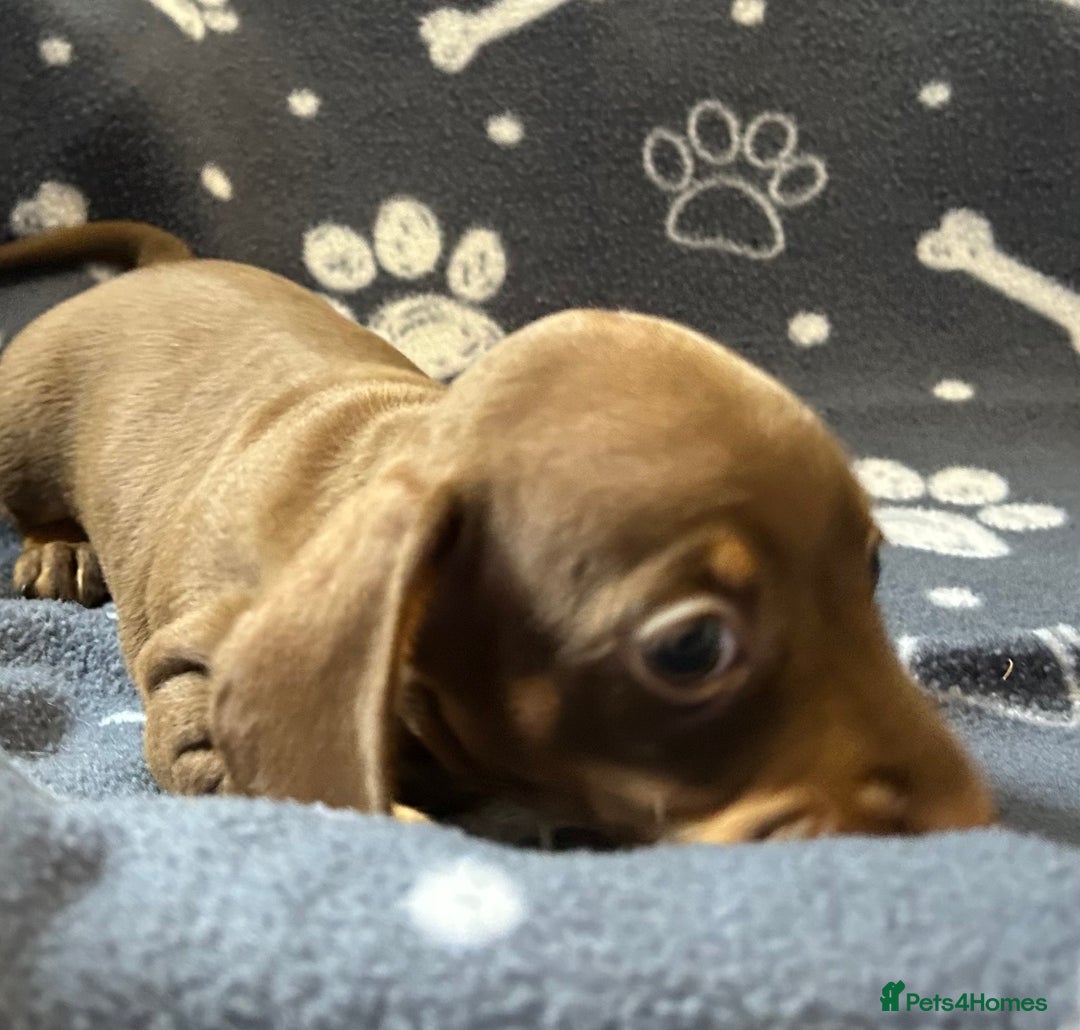 Miniature Dachshund dogs for sale: Stunning Miniature Dachshund Pups - Image 27