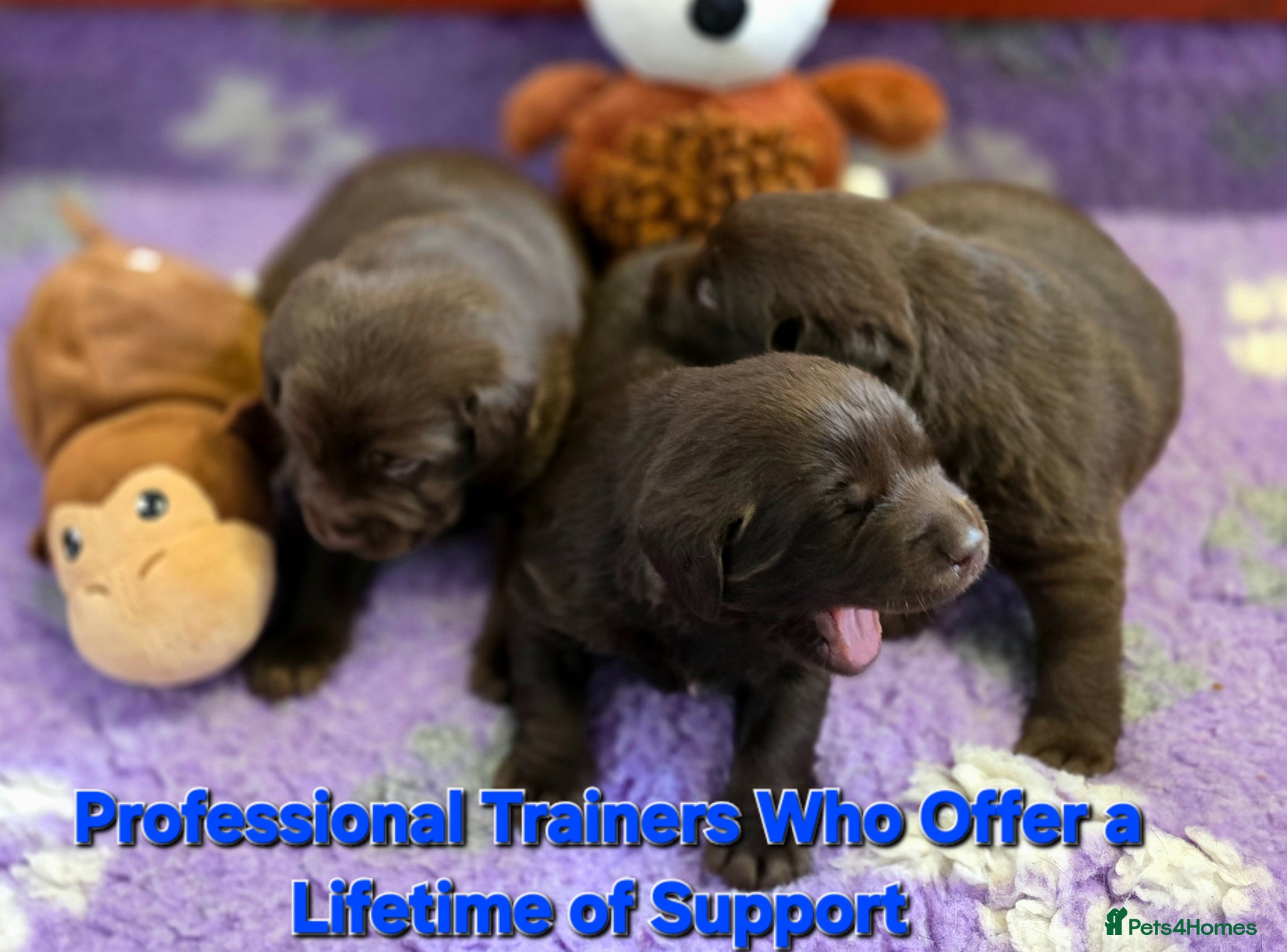 Labrador Retriever dogs Gorgeous Chocolate Labrador puppies. - Advert 2