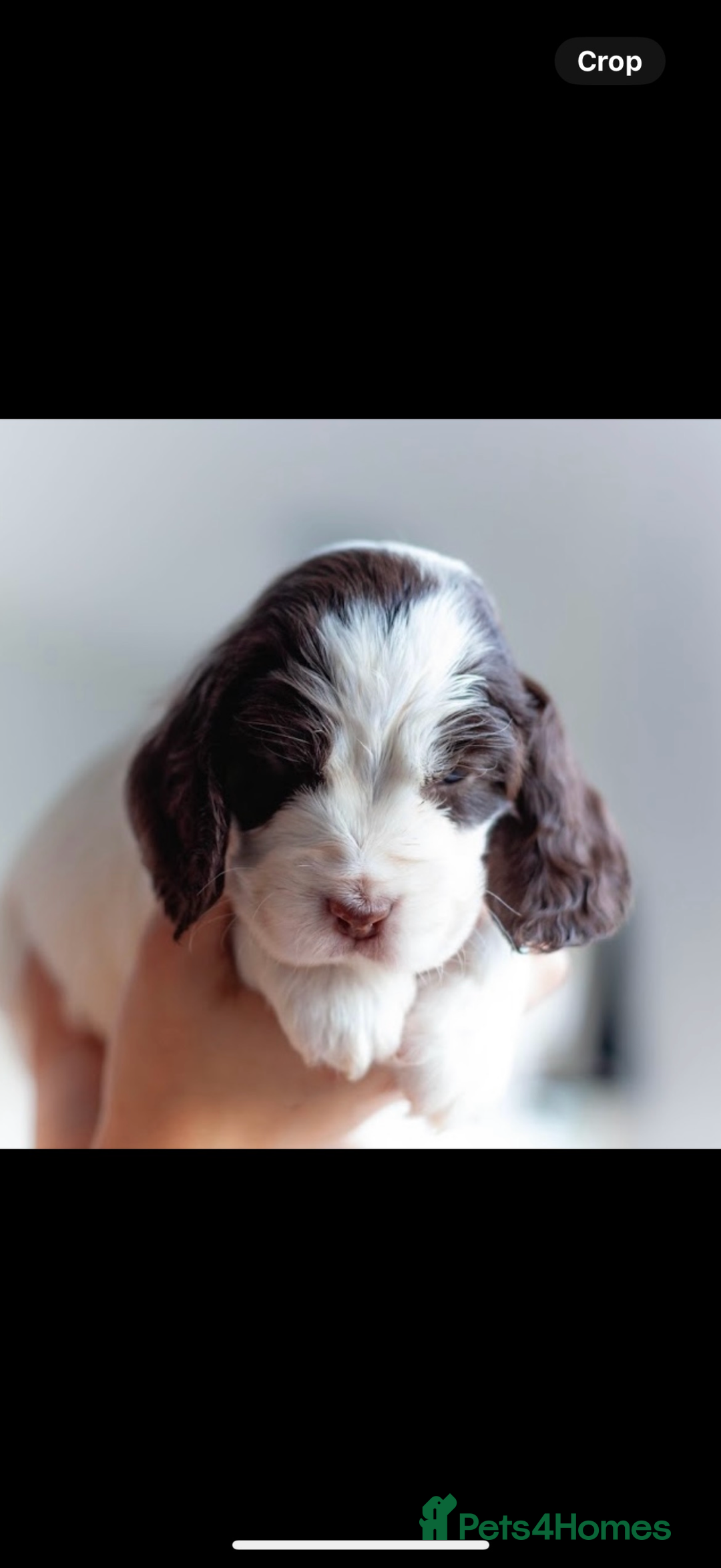 Cocker Spaniel dogs for sale: Gorgeous Show Type Cocker Spaniel Puppies  - Advert 6