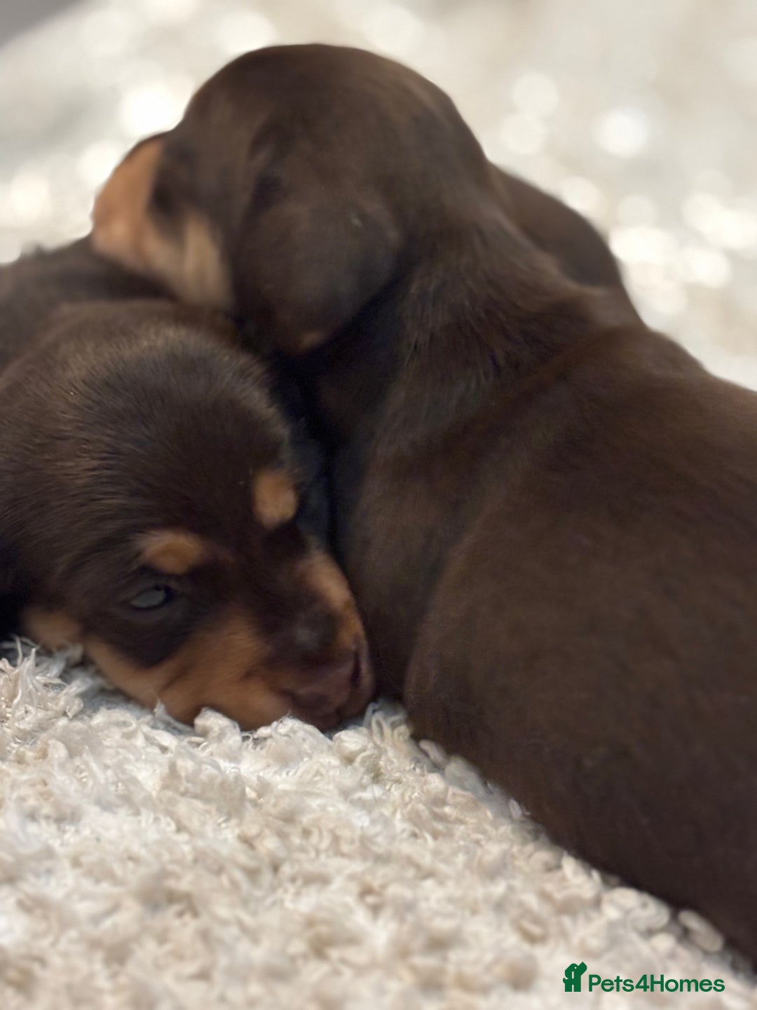 Miniature Dachshund dogs for sale: KC Registered Miniature dachshund smooth  - Advert 8