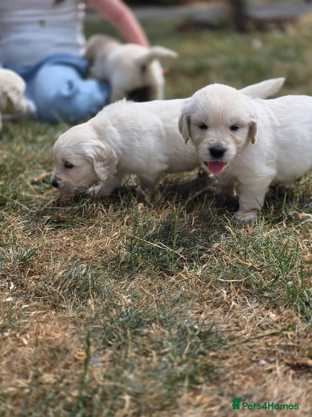 Golden Retriever dogs for sale: Gorgeous KC registered puppies for sale - Advert 19
