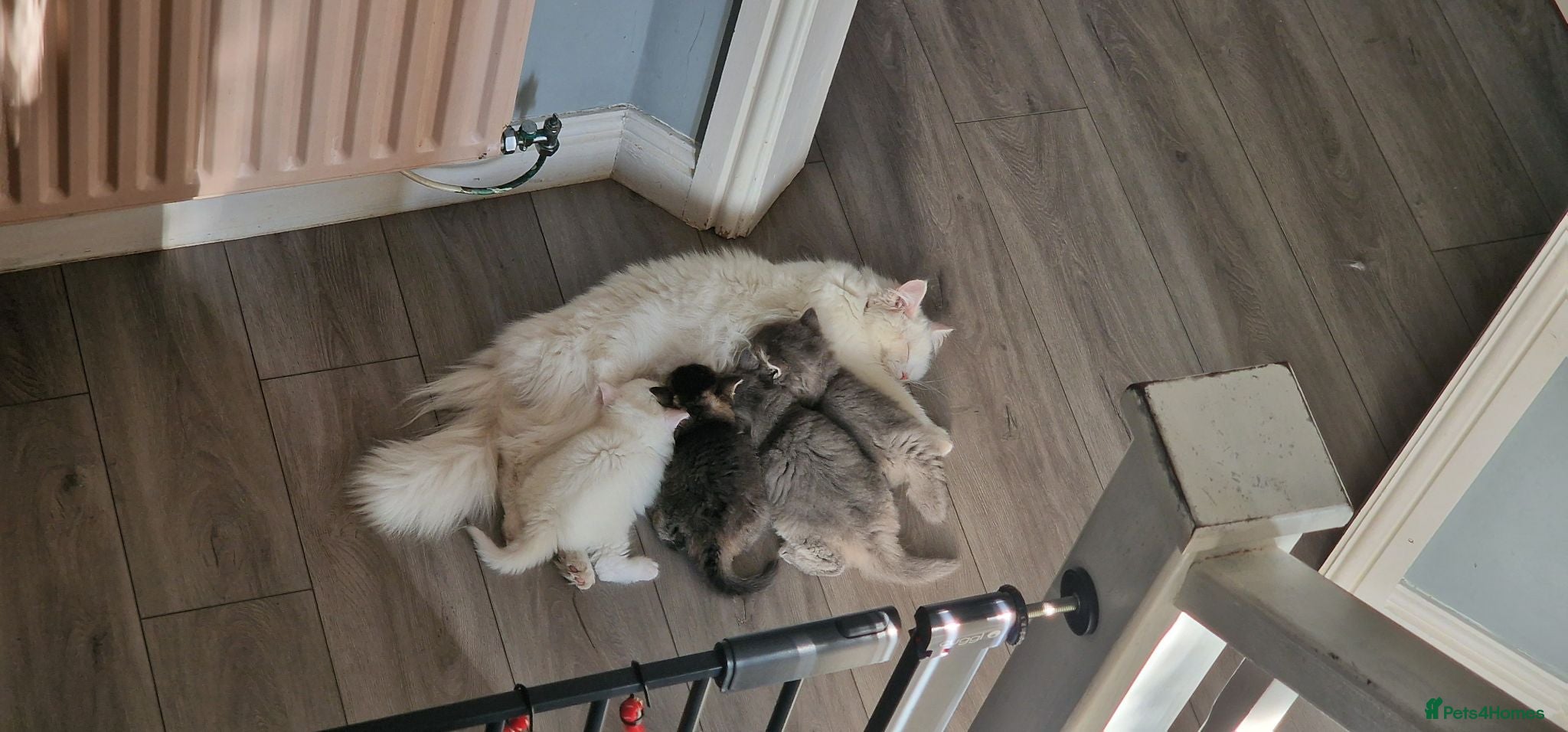 Mixed Breed cats 7 week old Persian mix breed  - Advert 5