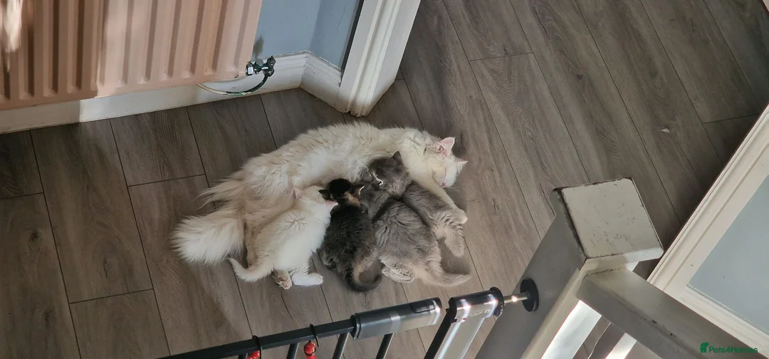 Mixed Breed cats for sale: 7 week old Persian mix breed  in Newton Abbot - Advert 1