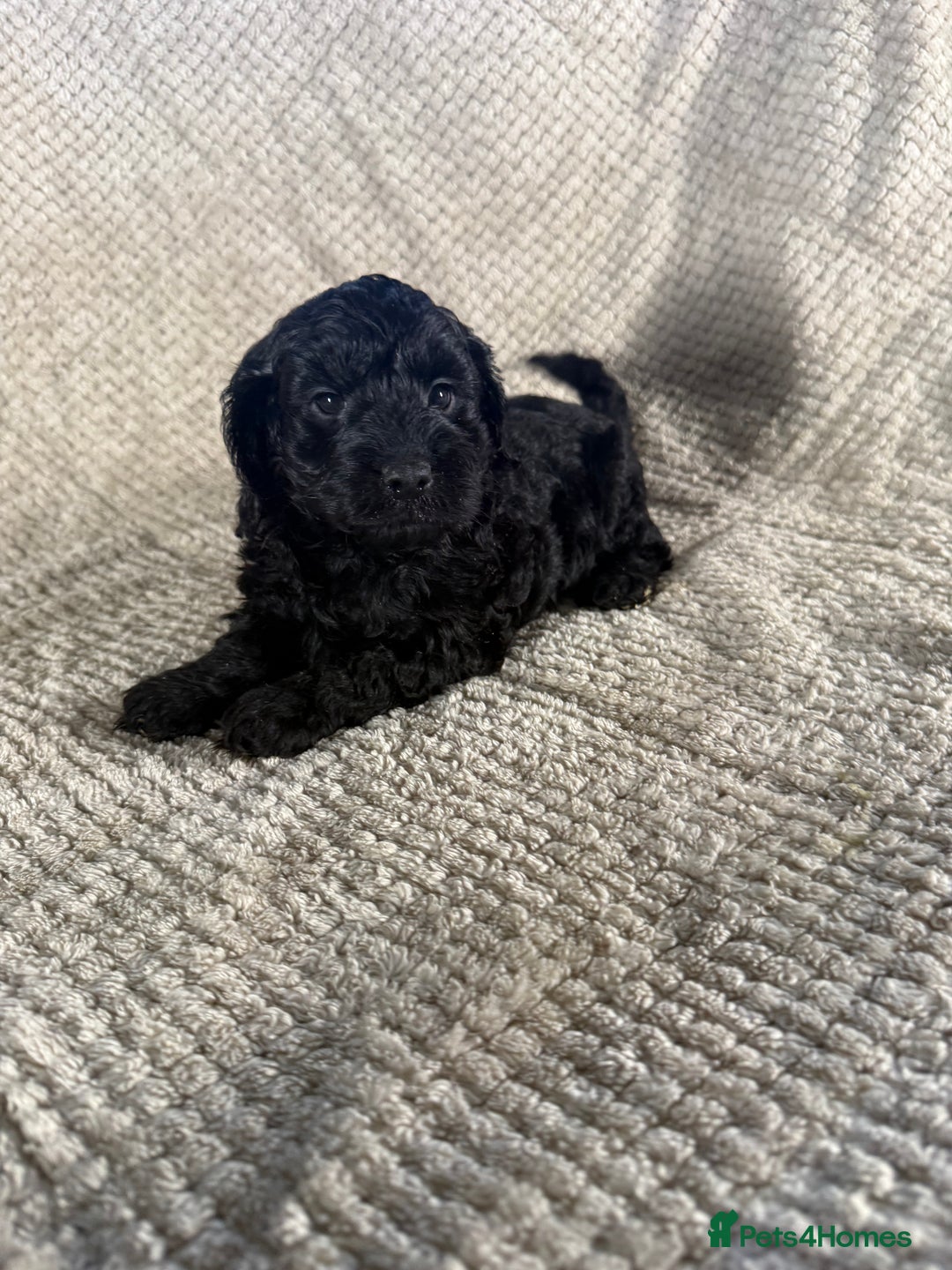 Cockapoo dogs for sale: F1 Cockerpoo Puppies For Sale  - Advert 15