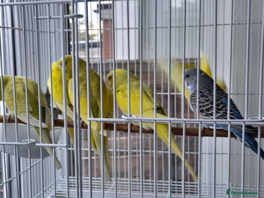 Budgerigars birds for sale: Budgies for sale - Image 6