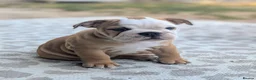 English Bulldog dogs for stud: 👑 KING: The Right Male for Your Bulldog Litter - Advert 5