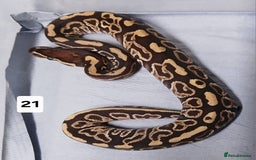 Python Snake reptiles for sale: Hatchling Royal Python's  - Image 21