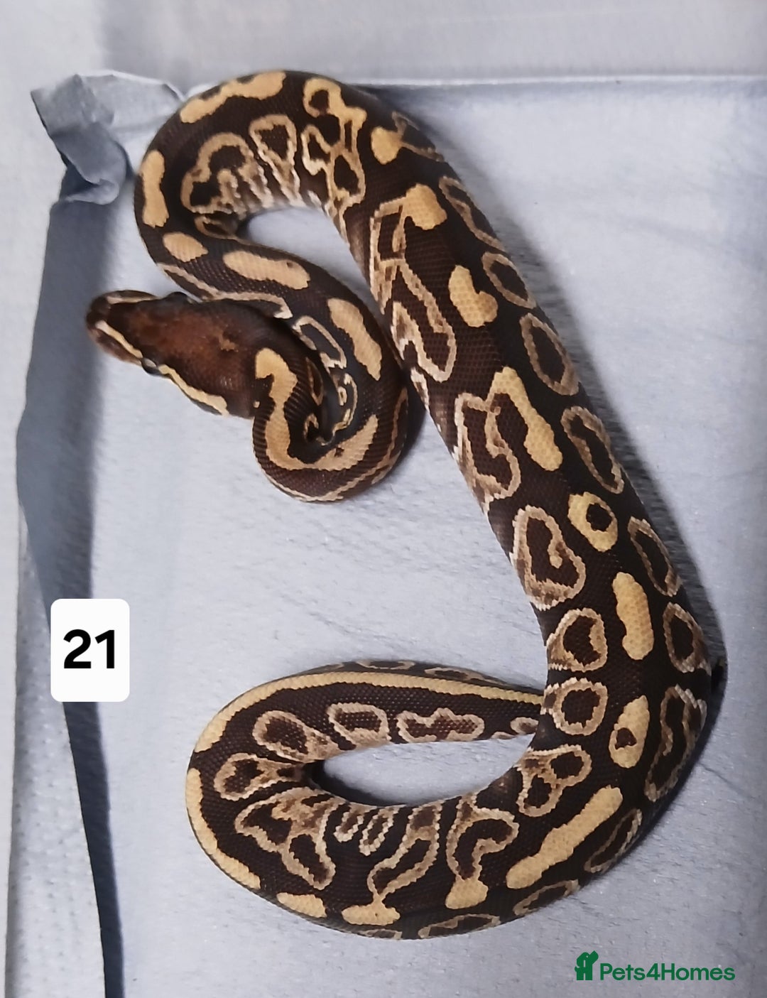 Python Snake reptiles for sale: Hatchling Royal Python's  - Image 21