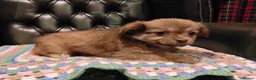 Chihuahua dogs for sale: Chihuahua Puppies for sale, Ready for loving homes - Advert 21