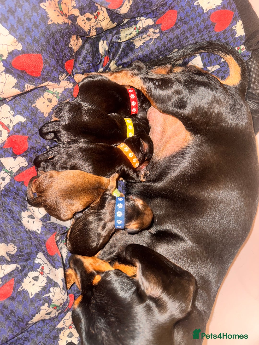 Miniature Dachshund dogs for sale: 5 gorgeous miniature dachshund puppies for sale  - Image 19