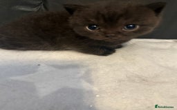 British Shorthair cats for sale: Beautiful British shorthair champion bloodlines - Image 19