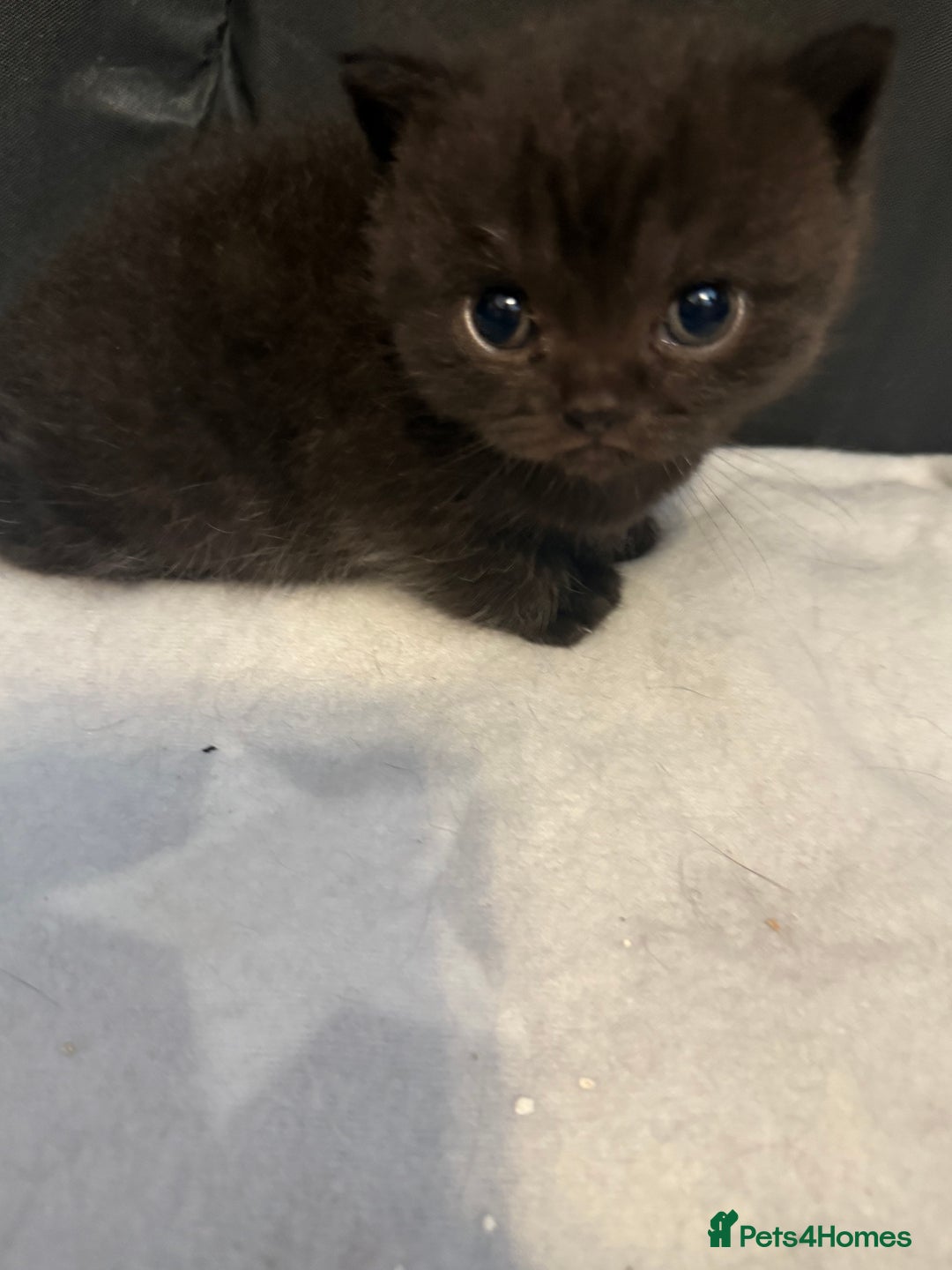 British Shorthair cats for sale: Beautiful British shorthair champion bloodlines - Image 19