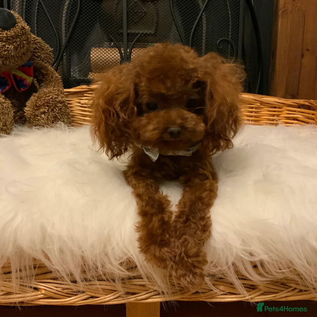 Toy Poodle dogs for stud: Stunning true to type Asian toy poodle in Lanark - Advert 7