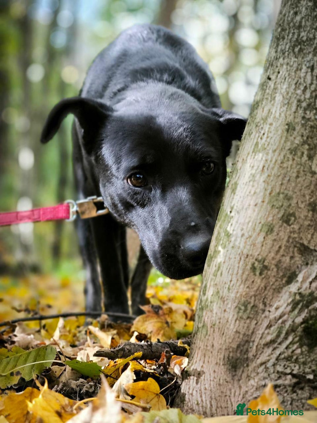 Mixed Breed dogs for adoption: 💖🐶 BLACKY 🐶💖 - Advert 27
