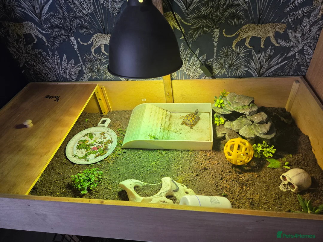 Hermann Tortoise reptiles for sale: Hermann tortoise and table and light  - Advert 2