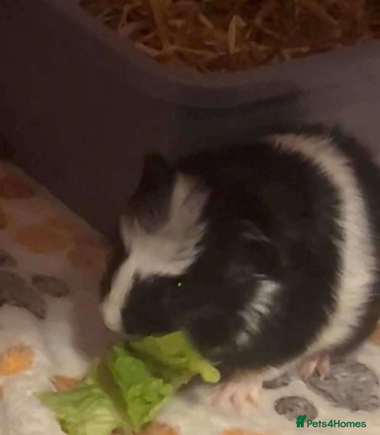 Guinea Pig rodents baby guinea pig - Advert 4