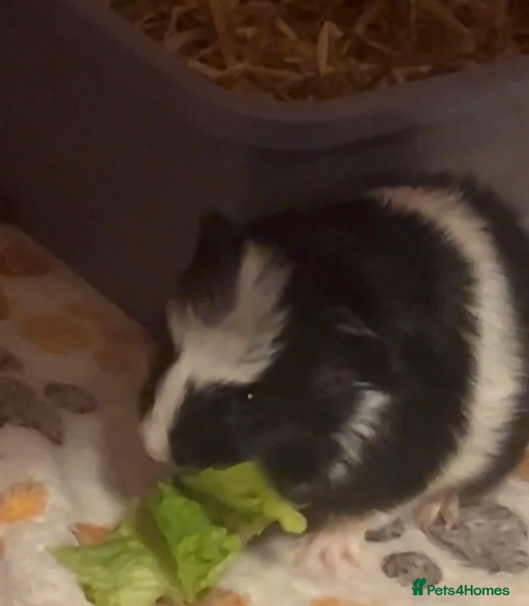 Guinea Pig rodents for sale: baby guinea pig - Advert 1