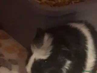 Guinea Pig rodents baby guinea pig - Advert 4