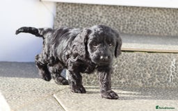 Cockapoo dogs for sale: F1 Cockapoo puppies for sale - Advert 5