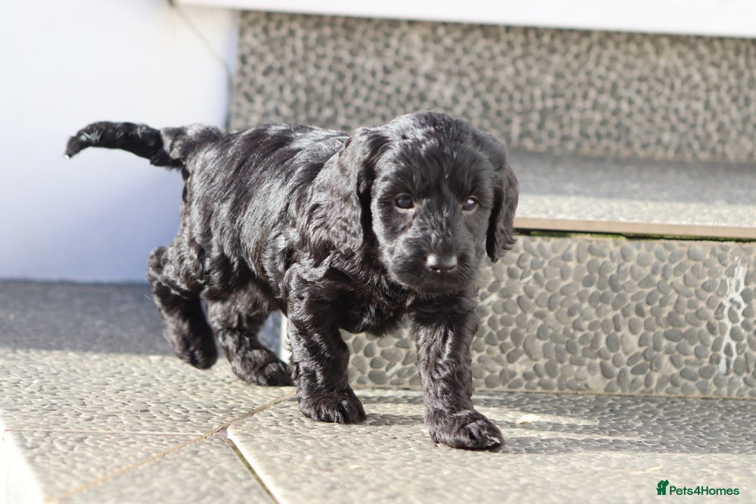 Cockapoo dogs for sale: F1 Cockapoo puppies for sale - Advert 5