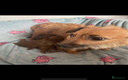 Mixed Breed dogs for sale: Shitzu x Jack Russell puppies  - Image 9