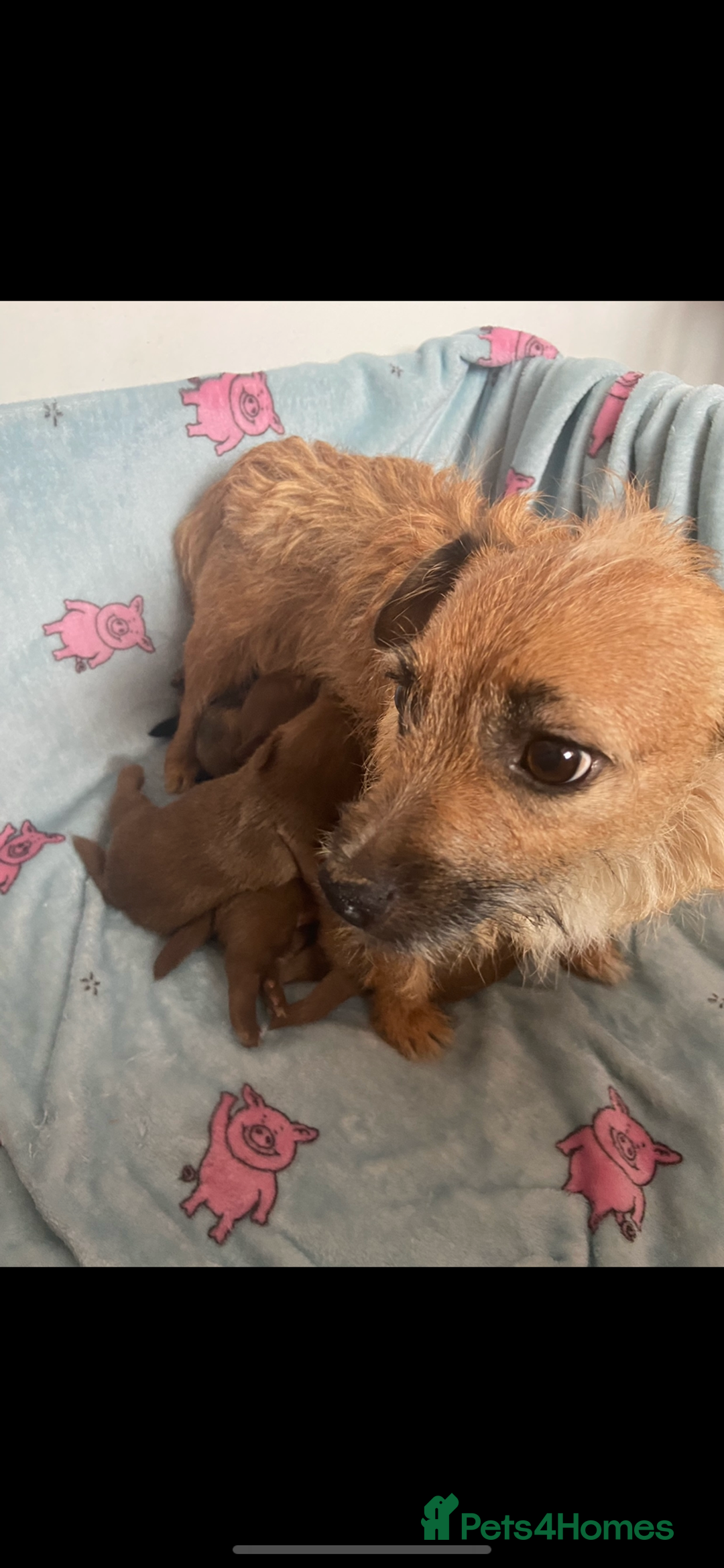 Mixed Breed dogs for sale: Shitzu x Jack Russell puppies  - Image 9