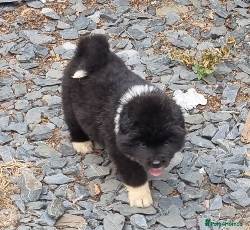 Akita dogs Akita pups  - Advert 1