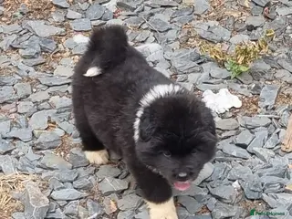 Akita dogs Akita pups - Advert 1