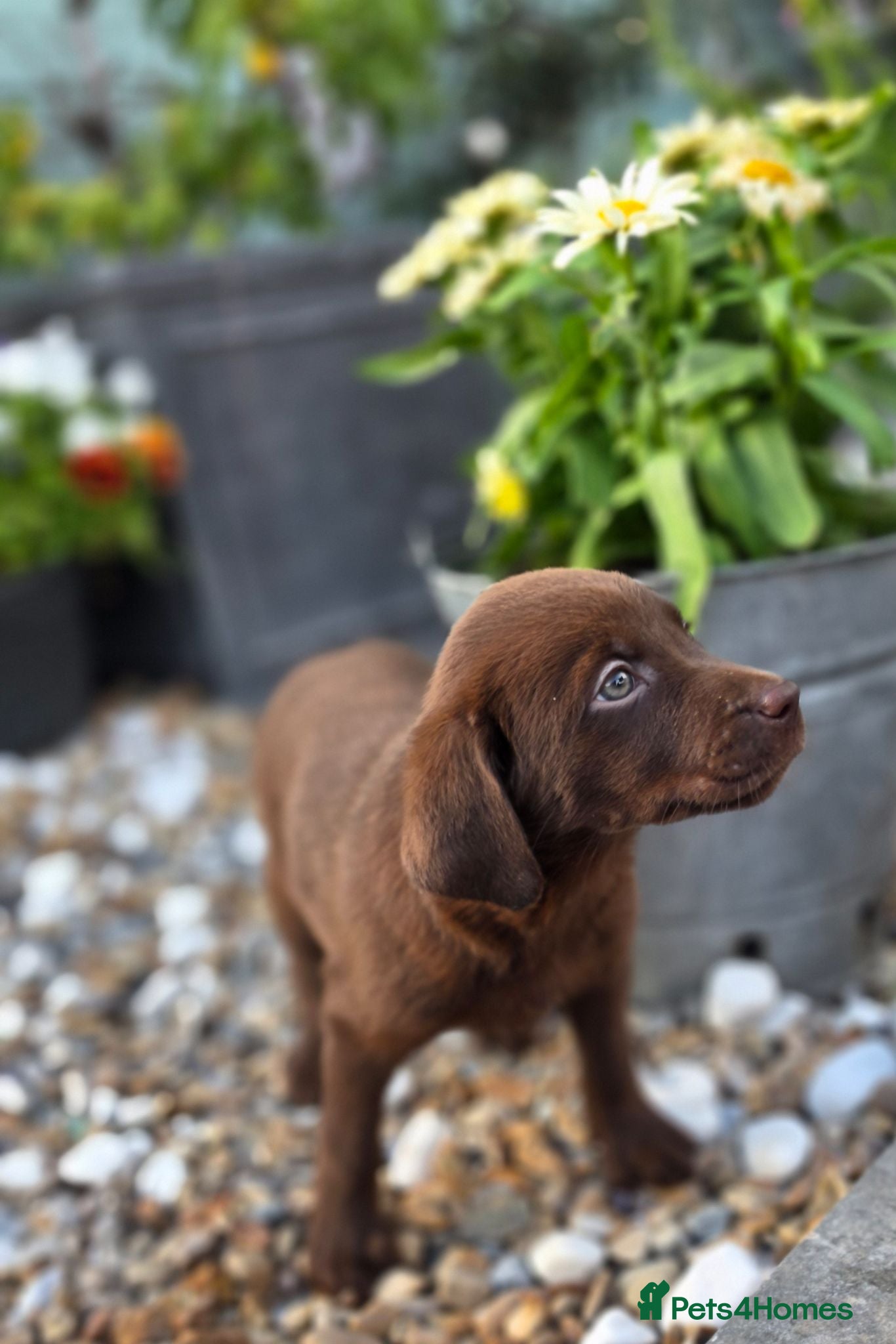 Labrador Retriever dogs Stunning Silver and Chocolate Labrador Puppies - Advert 1