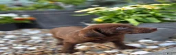 Labrador Retriever dogs for sale: Stunning Silver and Chocolate Labrador Puppies - Advert 9