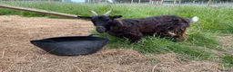 Goats livestock for sale: 3 female goats for sale in Southminster - Advert 1