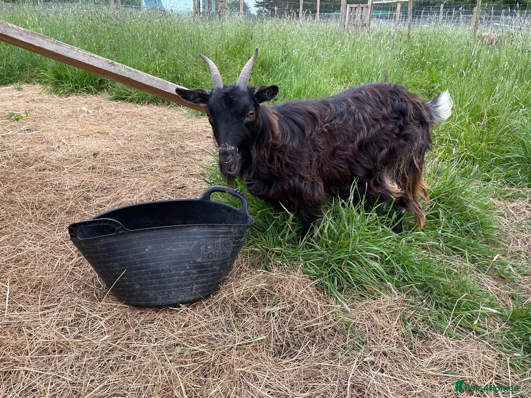 Goats livestock for sale: 3 female goats for sale in Southminster - Advert 1