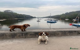 Cocker Spaniel dogs for stud: Meet Bullet - Advert 3