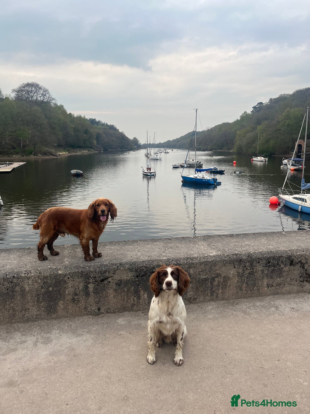Cocker Spaniel dogs for stud: Meet Bullet - Advert 3