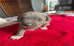 Staffordshire Bull Terrier dogs for sale: Mariusz  - Image 24