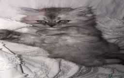 Persian cats for sale: Purrrfect Persians 😻😻😻 - Image 2