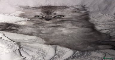 Persian cats - Advert 5