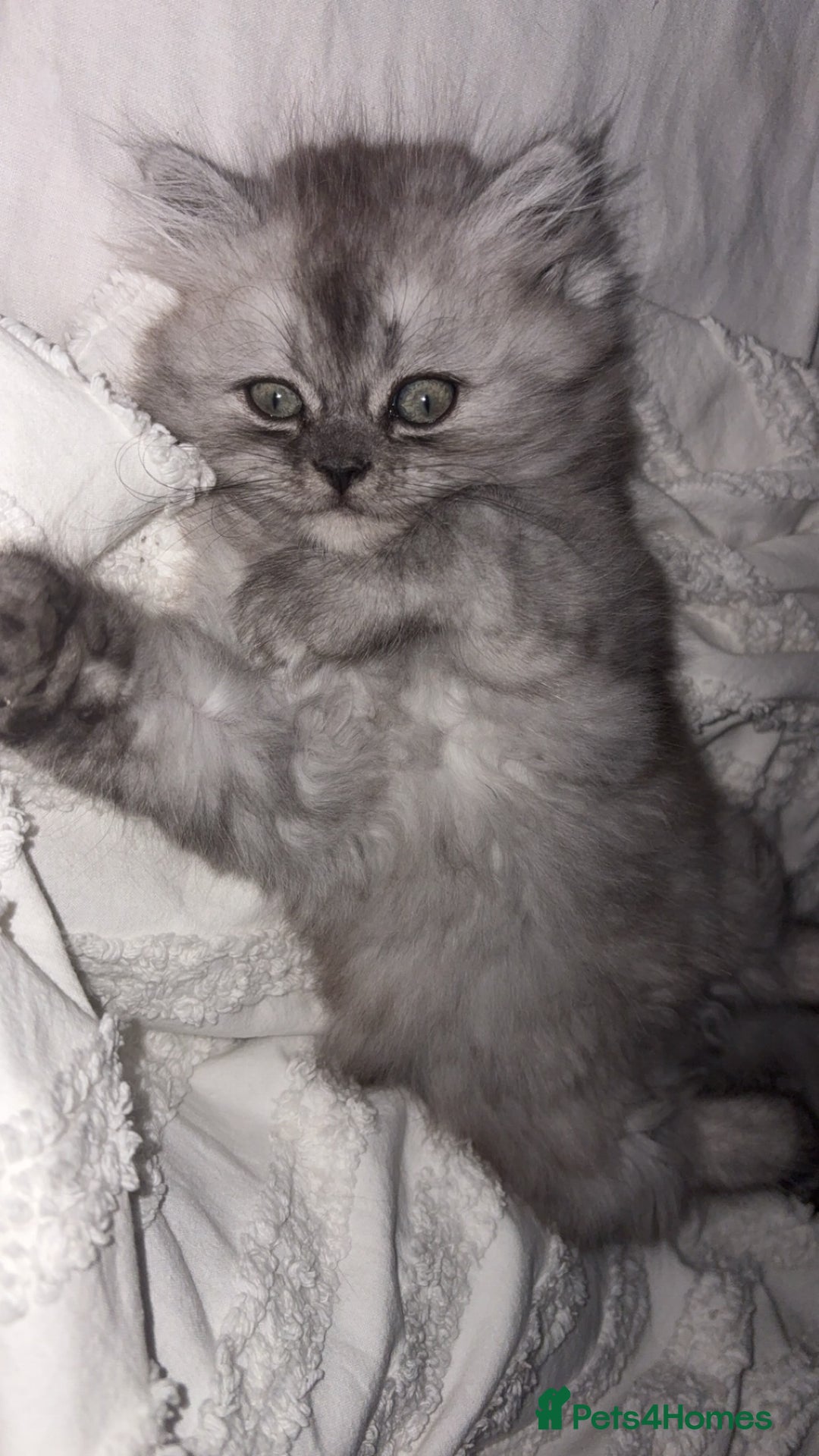 Persian cats for sale: Purrrfect Persians 😻😻😻 - Image 2