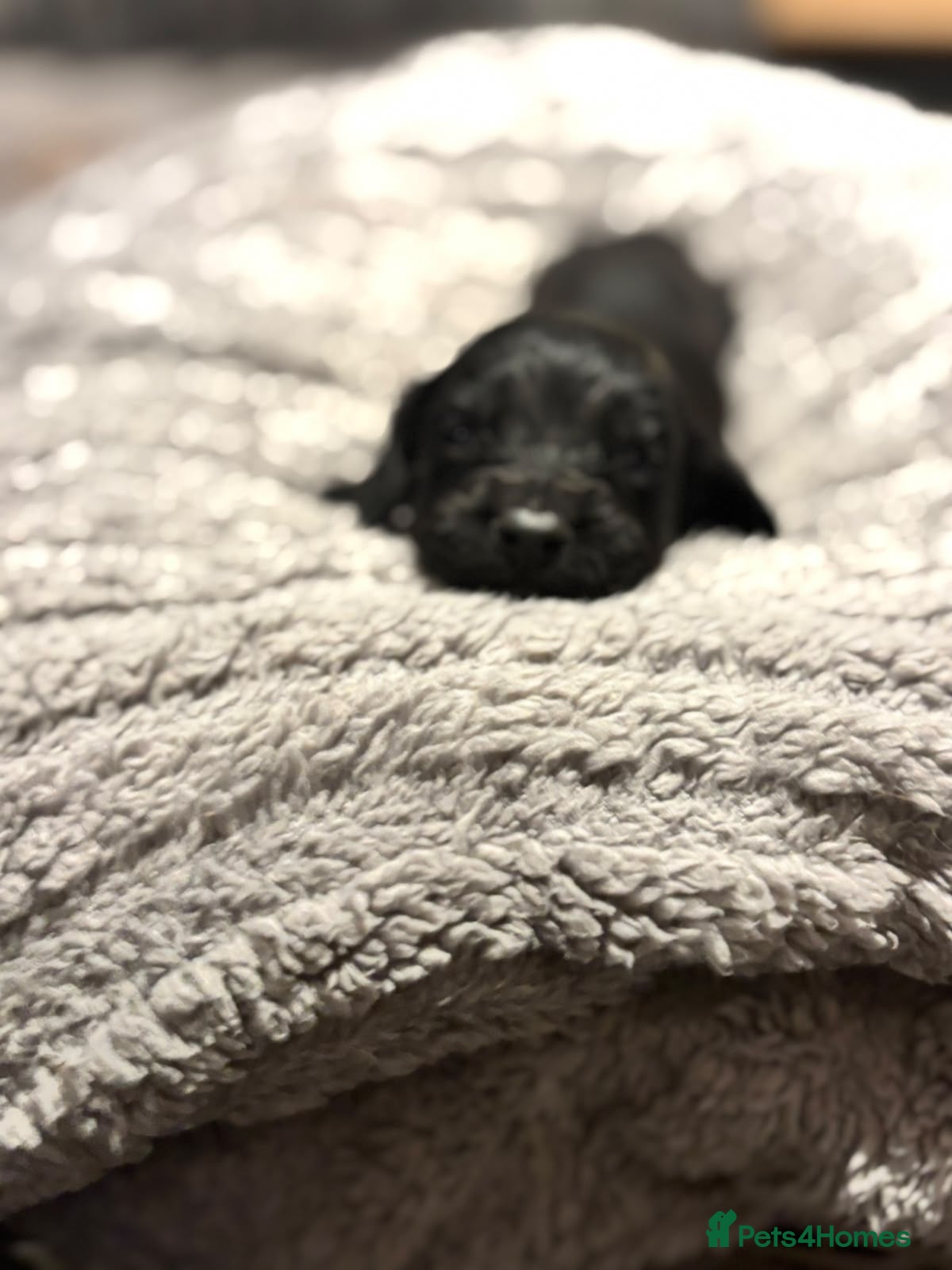 Cockapoo dogs Cockapoo cross spaniel puppies  - Advert 11