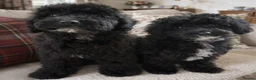 Miniature Poodle dogs for stud: PROVEN Miniature Merle Poodle 🩷🌸 - Advert 11