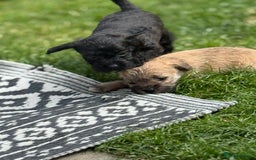 Yorkshire Terrier dogs for sale: Yorkies  - Image 16