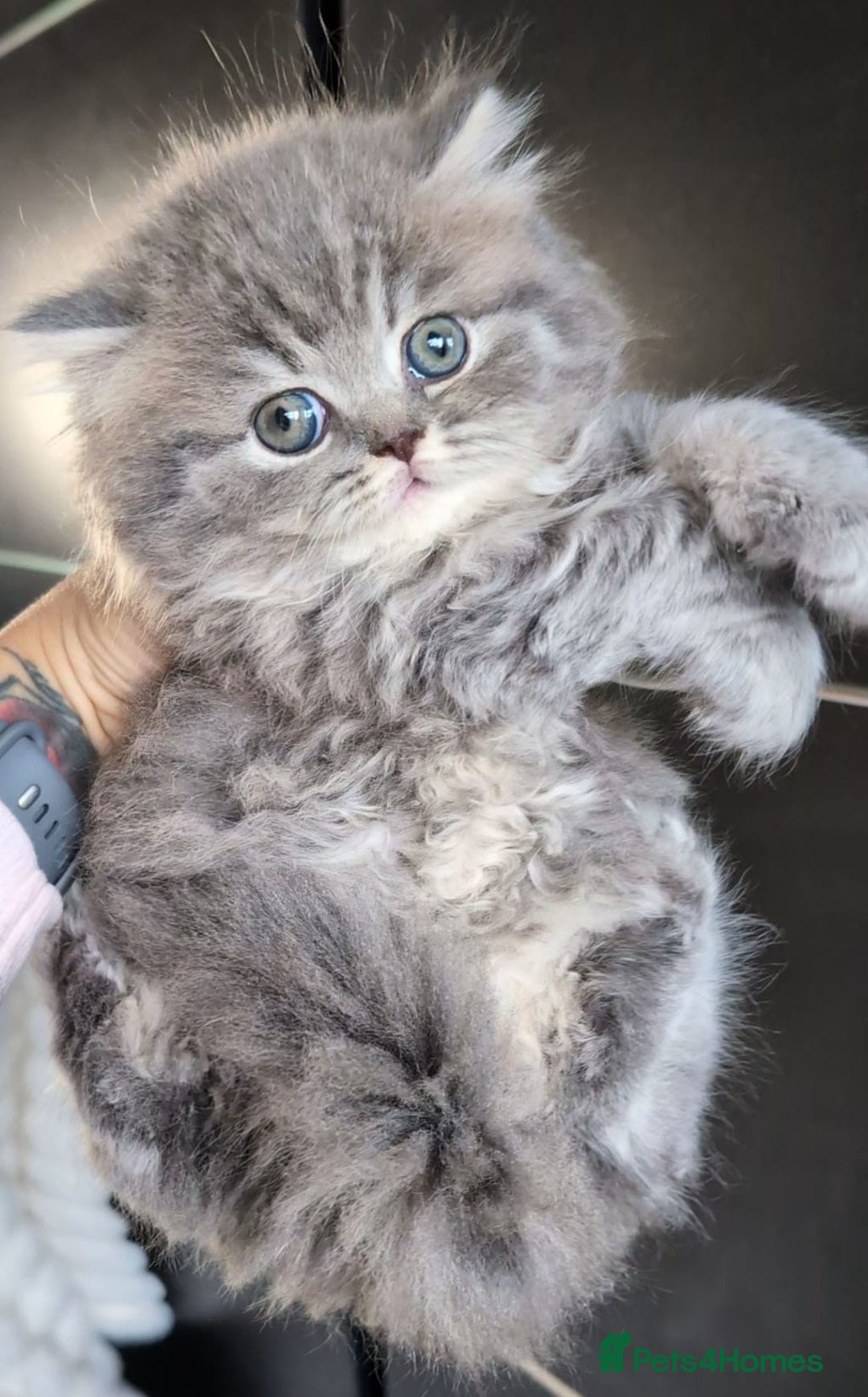 British Longhair cats for sale: 💖💙 BSH and BLH ● TICA & GCCF reg ●  - Advert 30