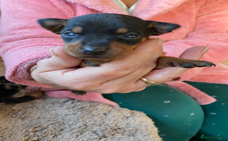Miniature Pinscher dogs Gorgeous Rare miniature pinscher puppies for sale - Advert 8