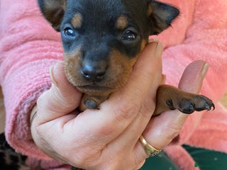 Miniature Pinscher dogs Gorgeous Rare miniature pinscher puppies for sale - Advert 5