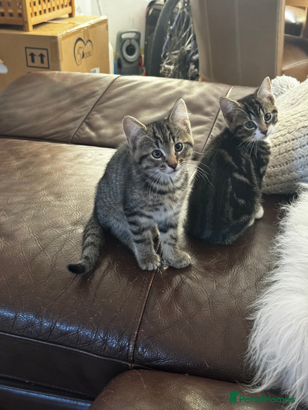 Mixed Breed cats for sale: Male tabby kitten  - Advert 10