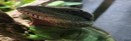 Lizard reptiles for sale: Chinese water dragon  in Tewkesbury - Advert 1