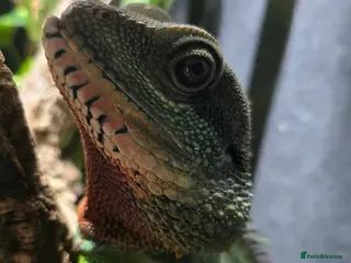 Lizard reptiles Chinese water dragon - Advert 5